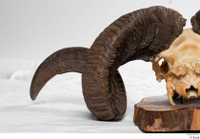  Skull Mouflon Ovis orientalis head horns skull 0036.jpg